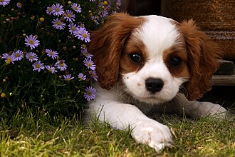 Photograph of Cavalier King Charles Spaniel puppy below a flowering bush